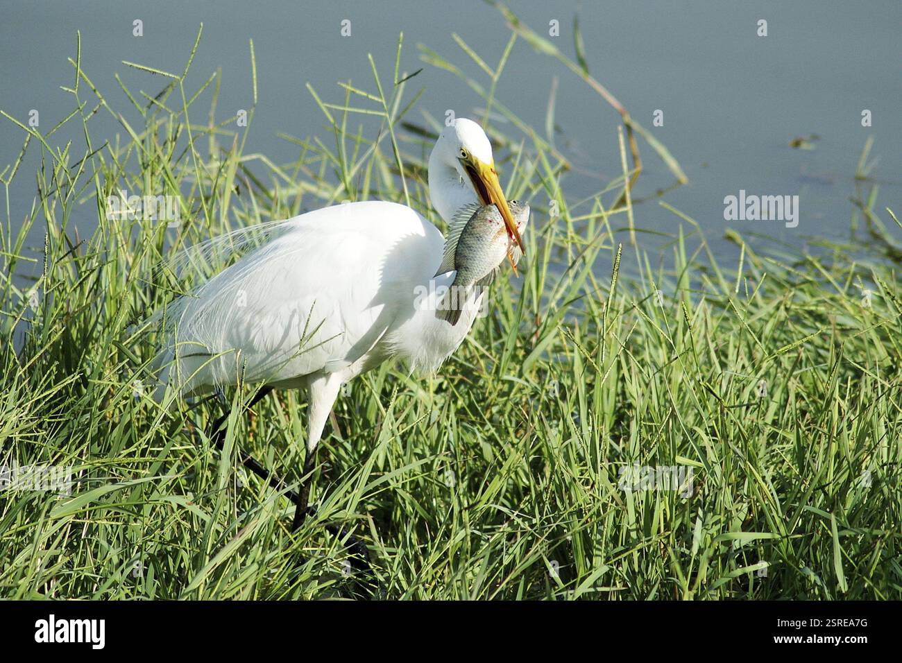Uccelli, grossa Egret (Casmerodius albus) che mangiano pesce, Jodhpur, Rajasthan, India, Asia Foto Stock