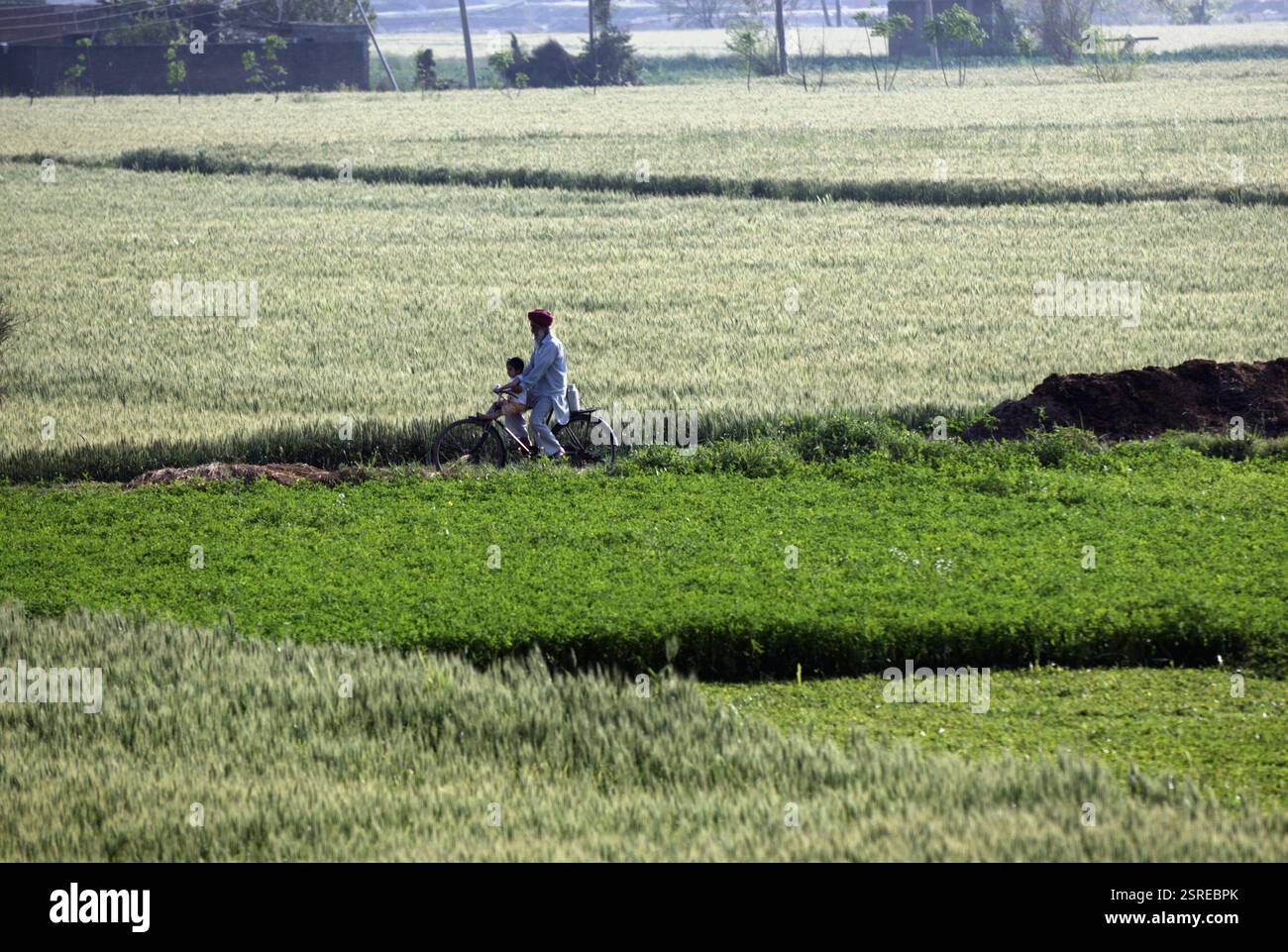 Nonno con nipote in bicicletta passando attraverso il campo di grano nel villaggio di Doulo Nangal nel distretto di Amritsar, Punjab, India, Asia Foto Stock