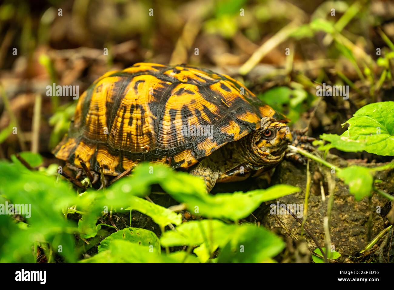 Guscio giallo di tartaruga Eastern Box nel Parco Nazionale dello Shenandoah Foto Stock