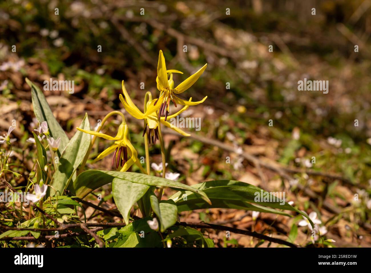 I fiori di trillio giallo si aprono in primavera negli Smokies Foto Stock