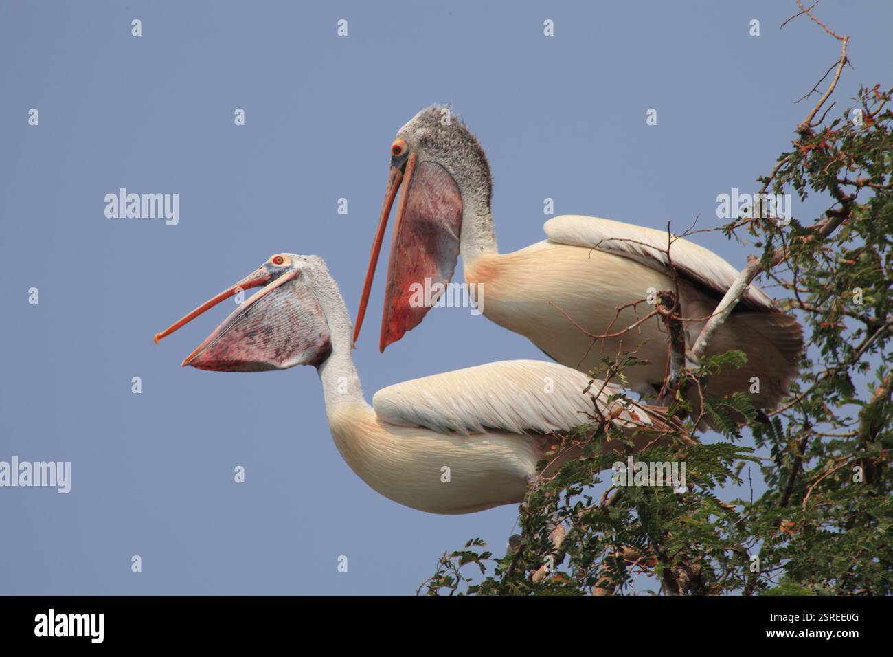 Pellicani bird, telineelapuram, tekkali, Andhra Pradesh, India, Asia Foto Stock