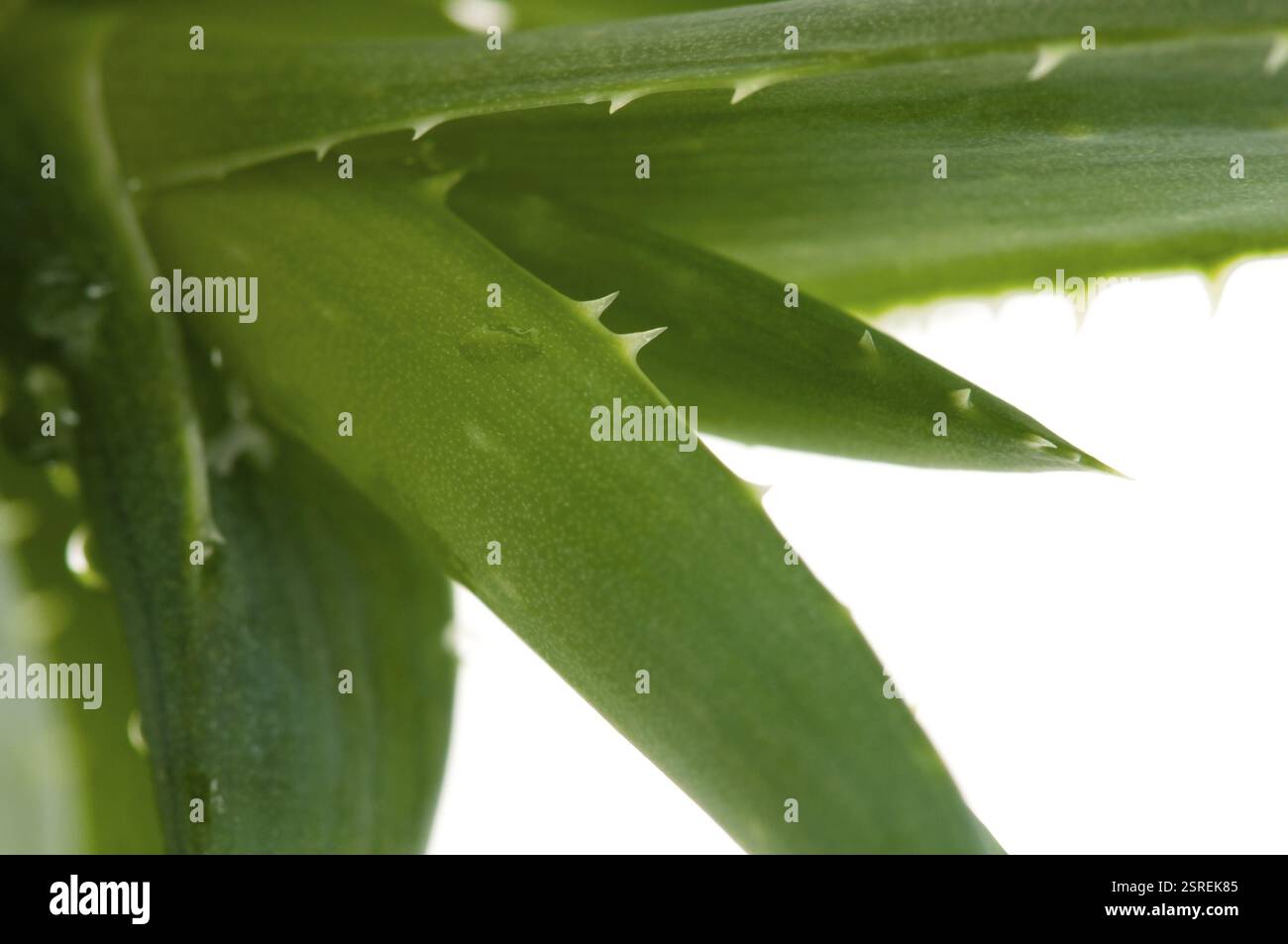 Aloe vera - erboristeria, POLONIA Foto Stock