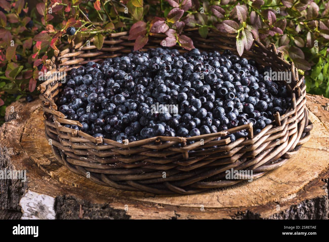 Mirtillo europeo Foto Stock