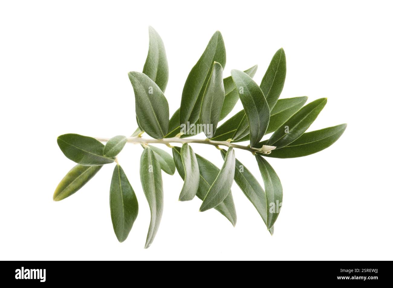 Olive Branch isolato sul bianco Foto Stock