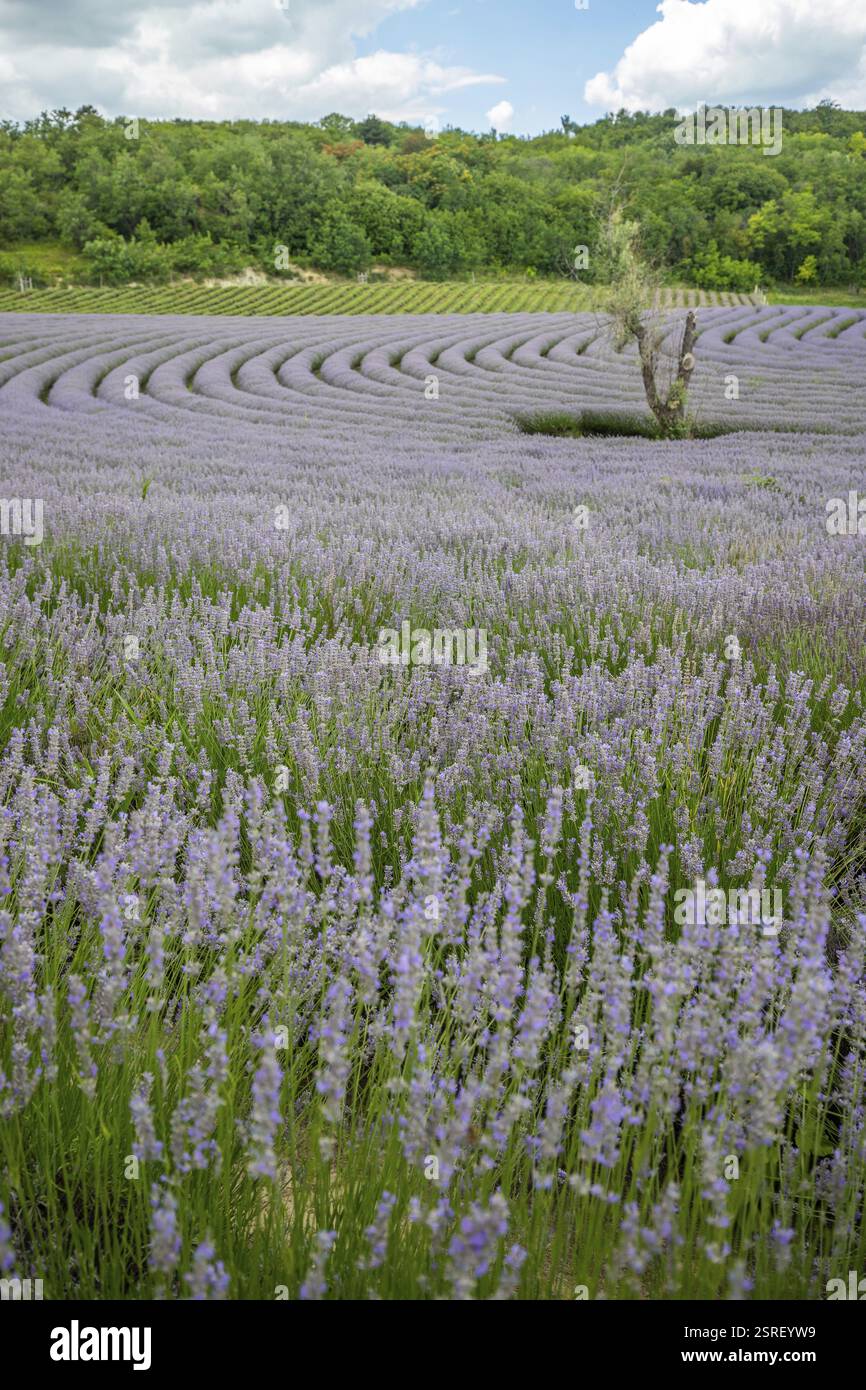 Splendida serata estiva in un campo di lavanda. Grandi cespugli di lavanda blu che fioriscono in un'area di coltivazione. Paesaggio girato sotto un cielo nuvoloso al lago Bal Foto Stock