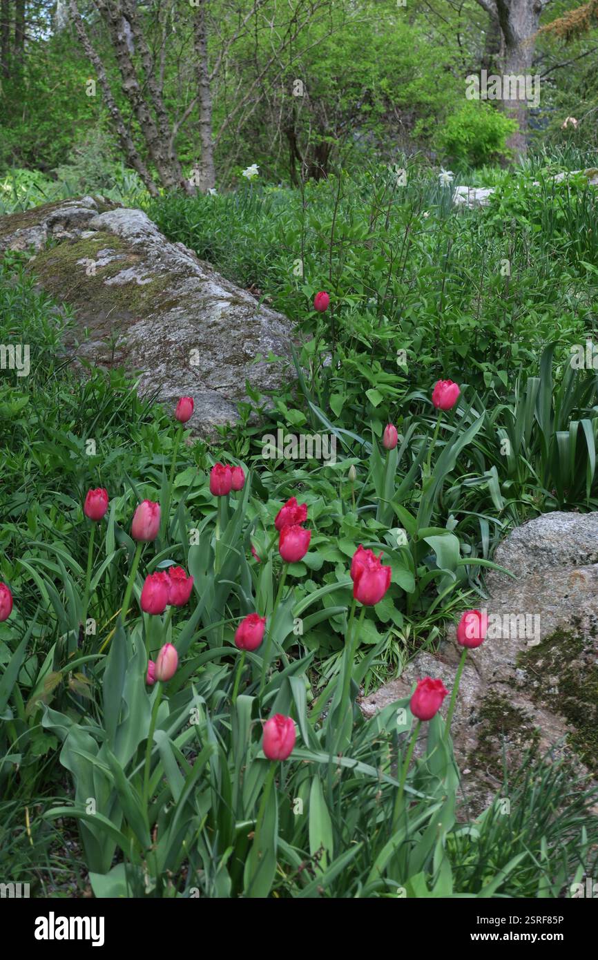 Un tappeto di erba verde e muschio, punteggiato da ammassi di tulipani rossi, crea una scena naturale. Foto Stock