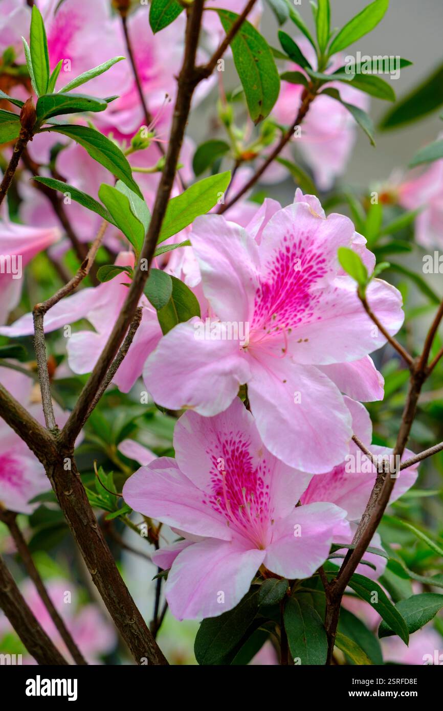 Le vivaci azalee in piena fioritura sull'isola di Lamma, Hong Kong, mostrano i loro colori mozzafiato, rendendole una scelta popolare per i giardini ornamentali. Foto Stock