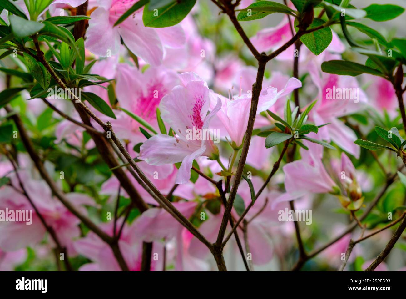 Le vivaci azalee in piena fioritura sull'isola di Lamma, Hong Kong, mostrano i loro colori mozzafiato, rendendole una scelta popolare per i giardini ornamentali. Foto Stock