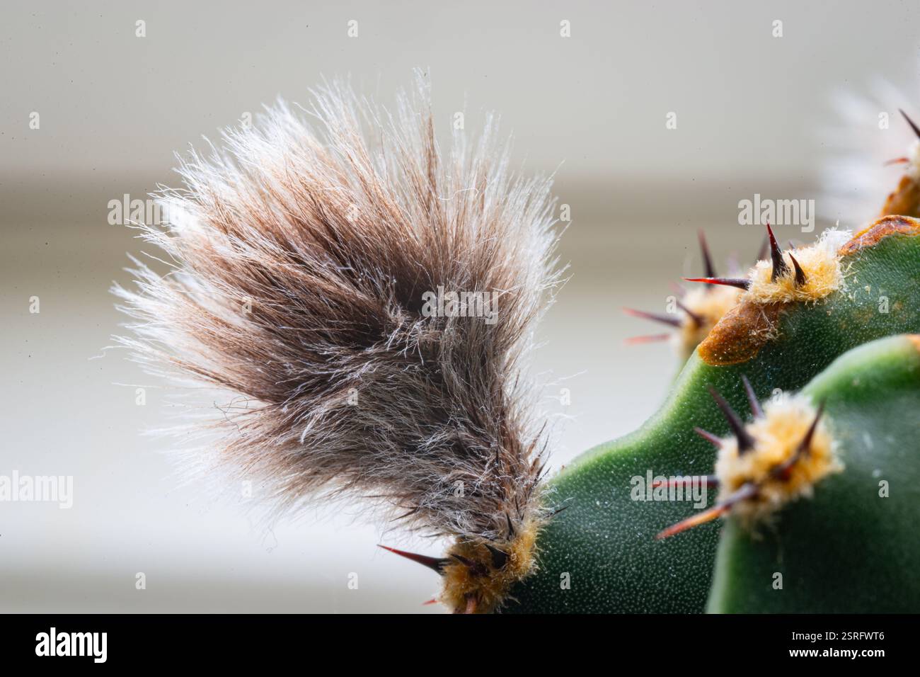Immagine dettagliata di una parte soffice di un fiore di cactus trascorso Foto Stock
