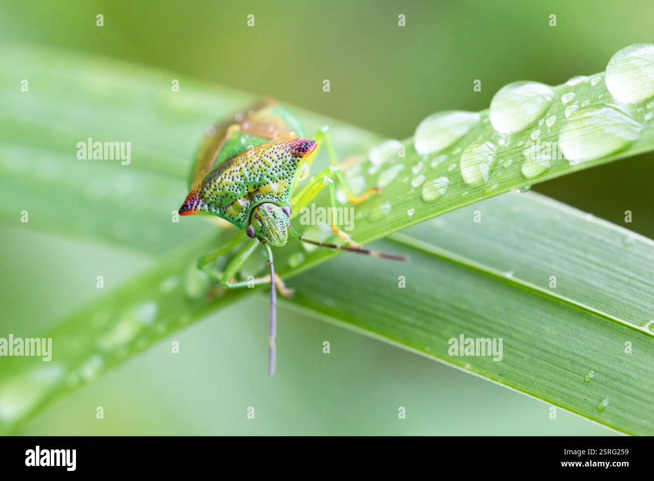 Acantosoma emorroidale. L'insetto dello scudo biancospino, adulto dopo la pioggia con gocce d'acqua - Raasepori, Finlandia sud-occidentale Foto Stock