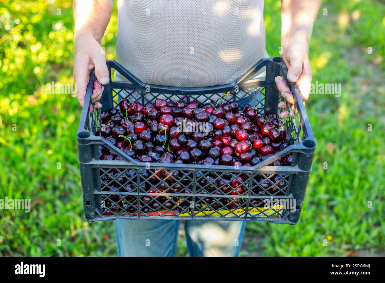 Un agricoltore maschio porta una scatola di ciliegie mature raccolte nel suo giardino. Raccolta di bacche e vendita di beni. Foto Stock