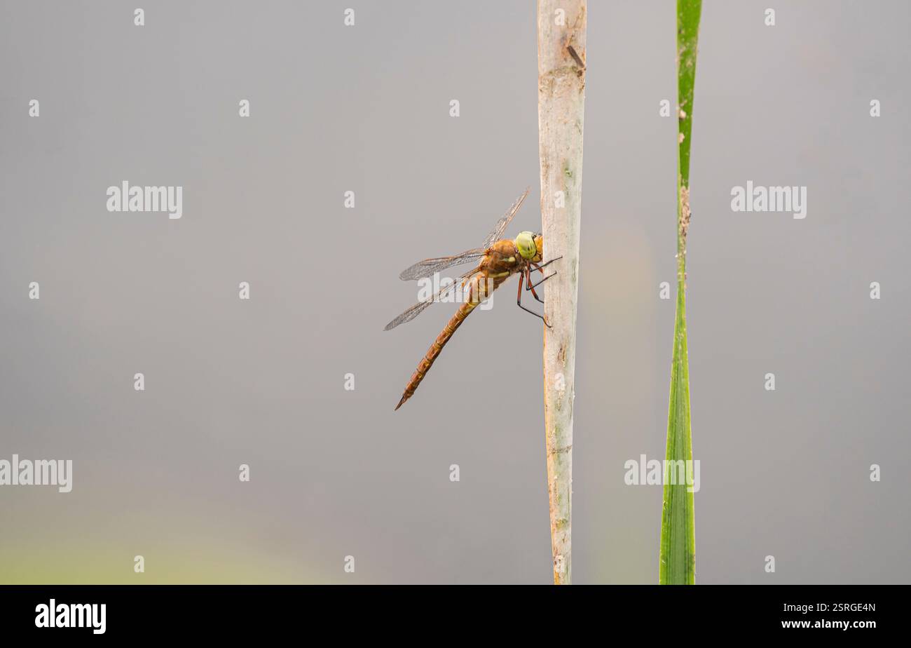 Norfolk Hawker Aeshna isoceles, Falco con gli occhi verdi, a riposo su uno stelo sul bordo di uno stagno, North Norfolk, giugno, Foto Stock
