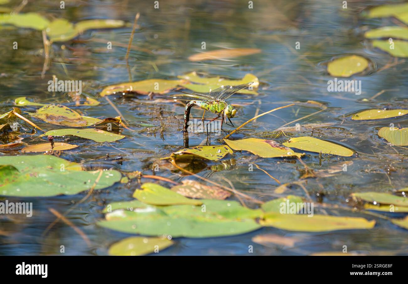 Donna imperatore Dragonfly Anax imporator, che dedica uova nello stagno faunistico, giardino, Norfolk, luglio Foto Stock