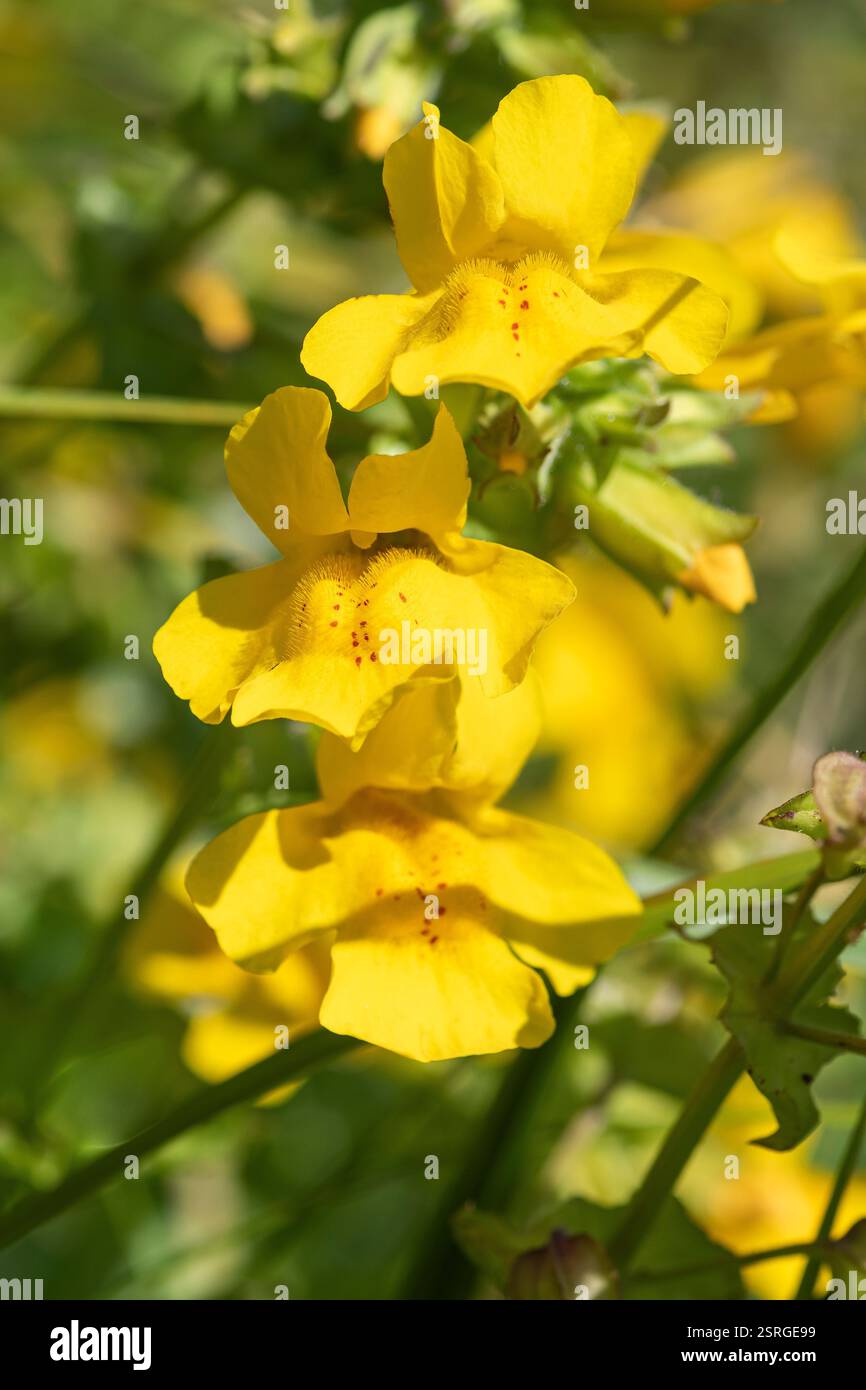 Mimulus guttatus fiori di scimmia comuni, piante che si adattano alla fauna selvatica, fioritura in un'area umida di giardini, Norfolk, giugno Foto Stock