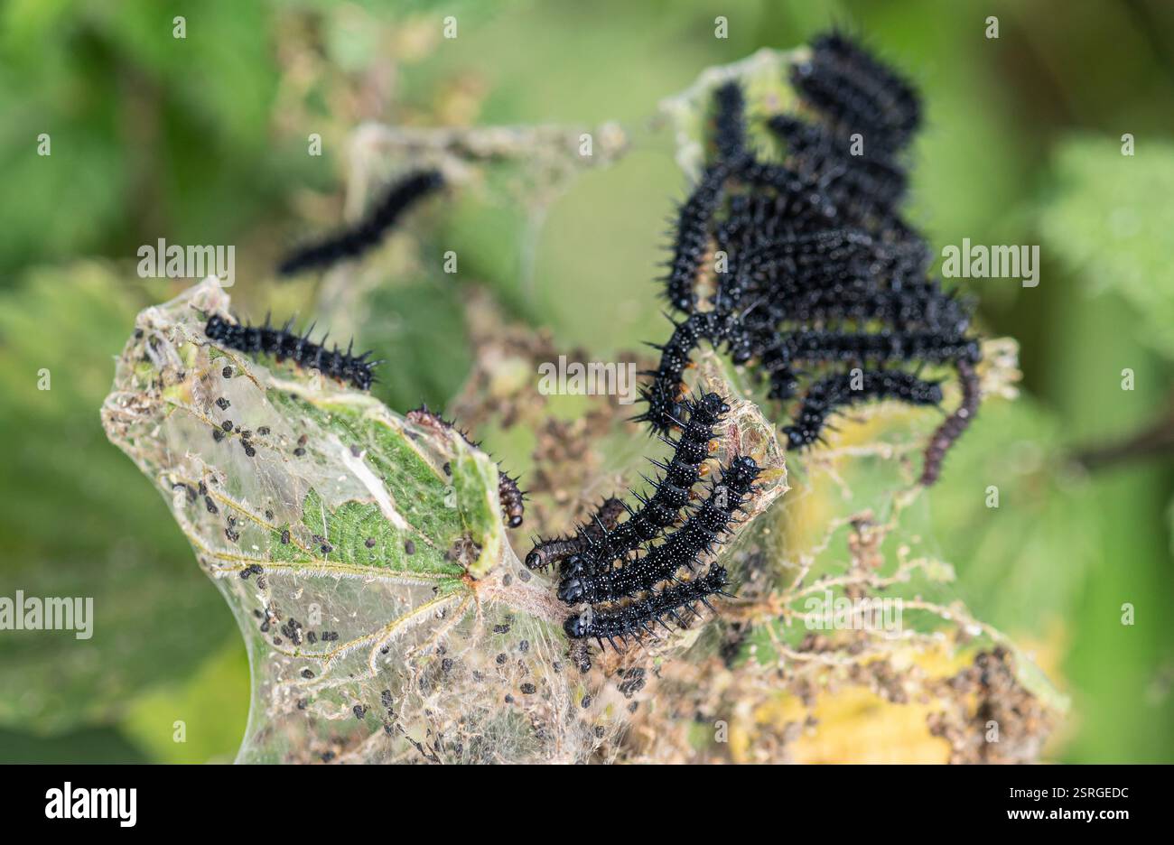 Peacock Caterpillars Inachis io, che vive gregariosly su ortica pungente, siepe sul sentiero costiero, Norfolk, giugno Foto Stock