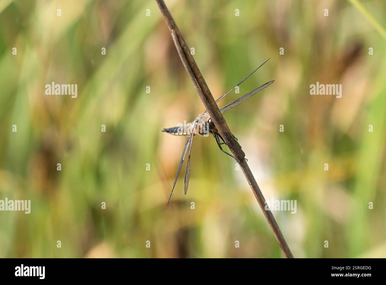 Quattro Chaser Libellula quadrimaculater maculato, che si aggrappano a un fusto di canne, luglio, Norfolk Foto Stock