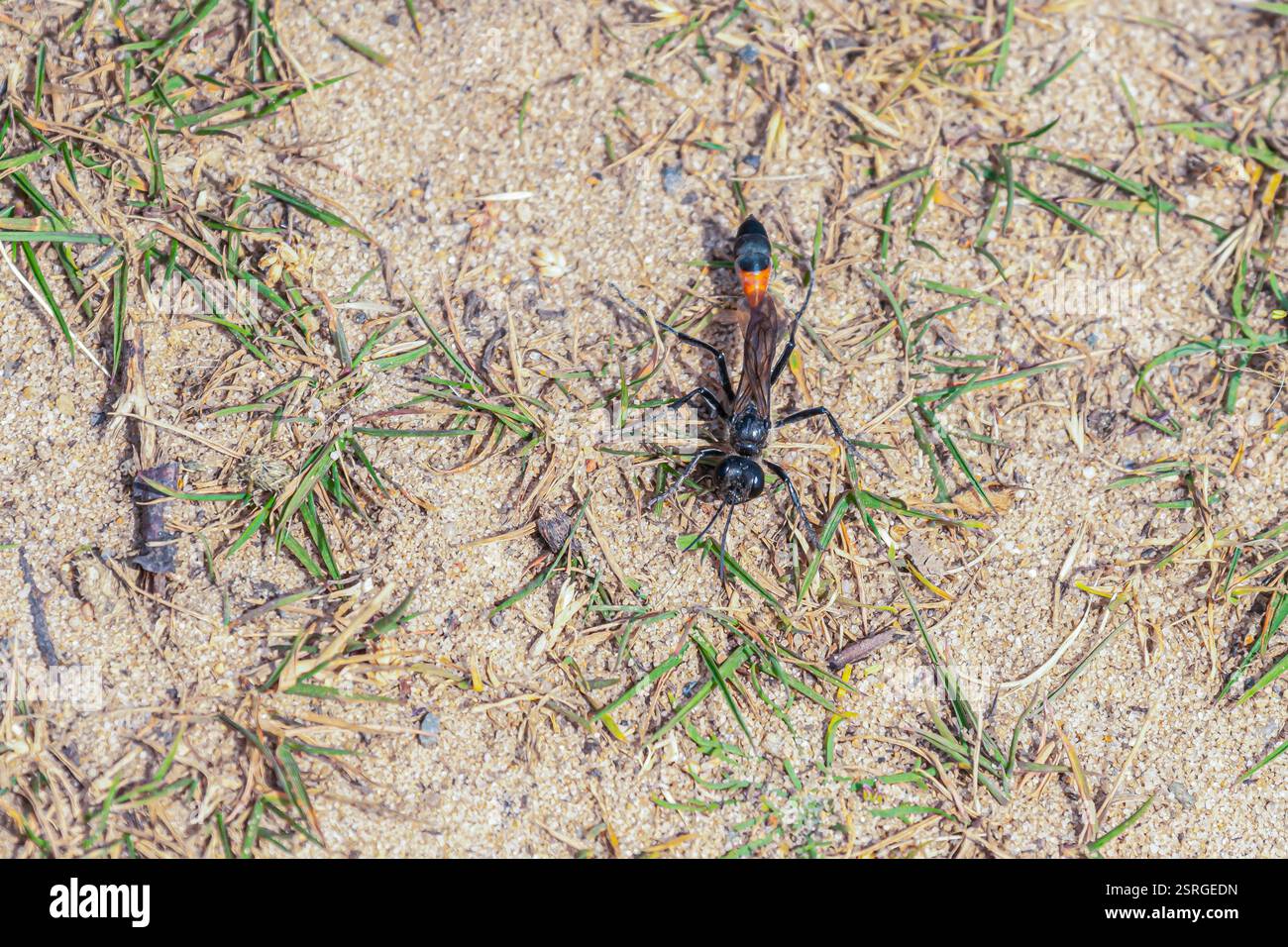 Podalonia hirsuta vespa di sabbia pelosa, femmina, vespe parassitoidali, famiglia Sphecidae, su terreno sabbioso vicino a Burrow, Norfolk, giugno Foto Stock