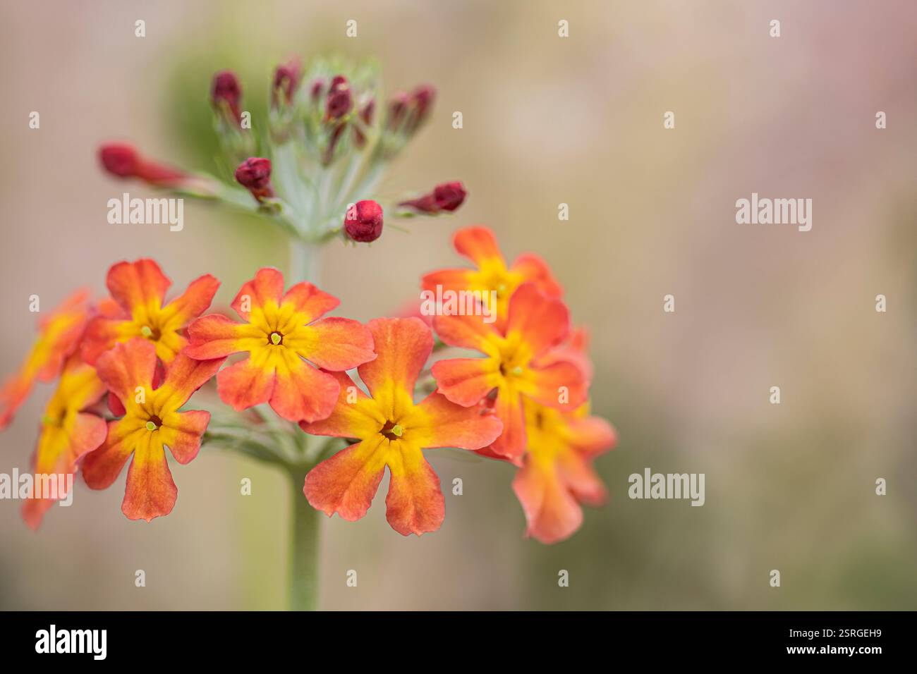 Primula Candelabra, Primrose, balene a strati di fiori d'arancio con centri gialli, ottimo per attrarre impollinatori, estate, luglio, North Yorkshire Foto Stock
