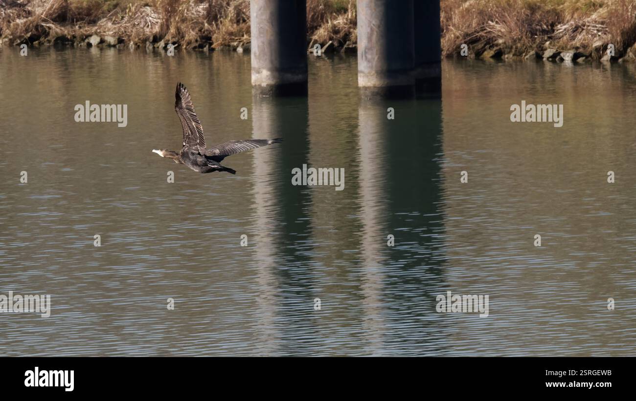 Sorvolando un fiume calmo con colonne di ponte sullo sfondo Foto Stock