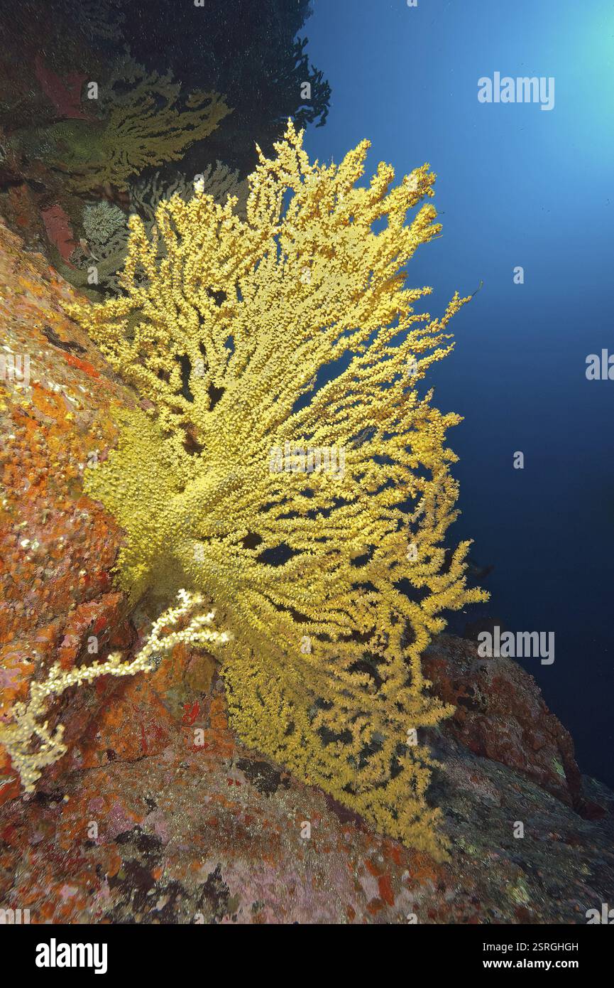 Falsi coralli neri, coralli d'oro (Savalia savaglia) crescono su barriere rocciose di origine vulcanica nella prima storia della Terra, Atlantico orientale, Isole Canarie, Spa Foto Stock