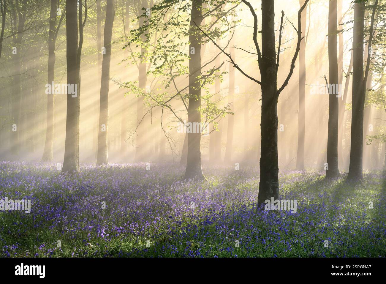 Tappeto di campanelli in boschi nebbiosi con luce del sole mattutino che attraversa le tettoie degli alberi. Dorset, Inghilterra. Foto Stock
