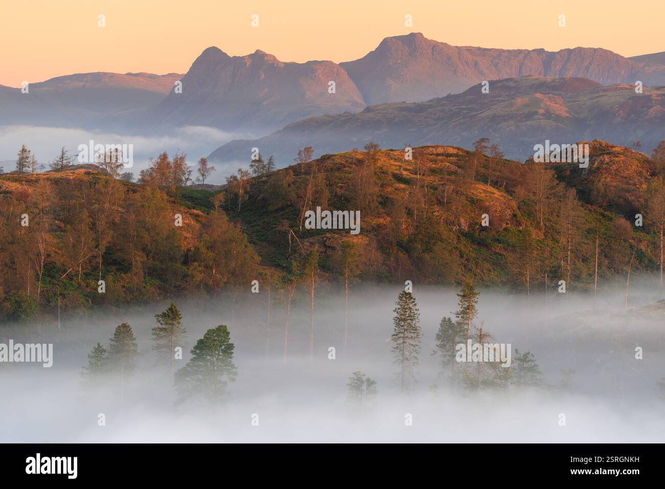 Le montagne del Lake District all'alba con luce dorata sulle pike di Langdale e sugli alberi nebbiosi della valle. Tarn Hows, Ambleside, Inghilterra. Foto Stock