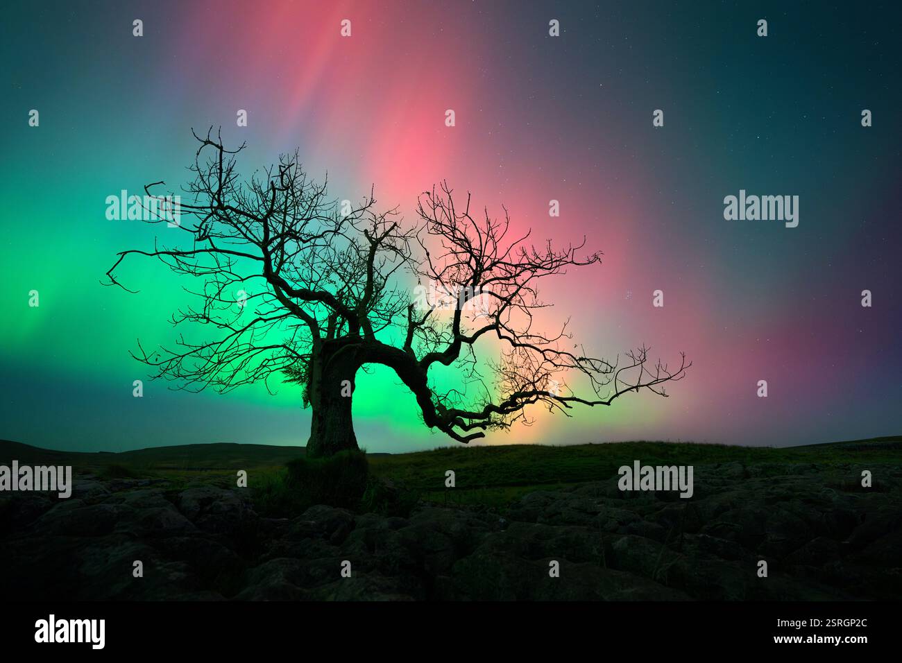 Splendida aurora boreale con la silhouette di un albero solitario nelle valli dello Yorkshire, Regno Unito. Foto Stock