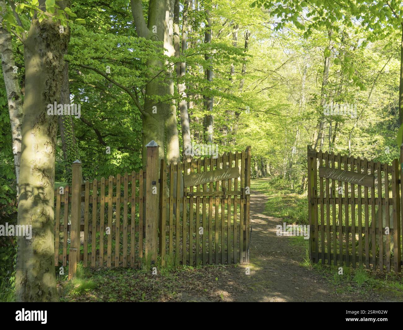 Cancello di legno aperto ai margini della foresta, che conduce a un sentiero illuminato dal sole, winterswijk, gheldria, paesi bassi Foto Stock