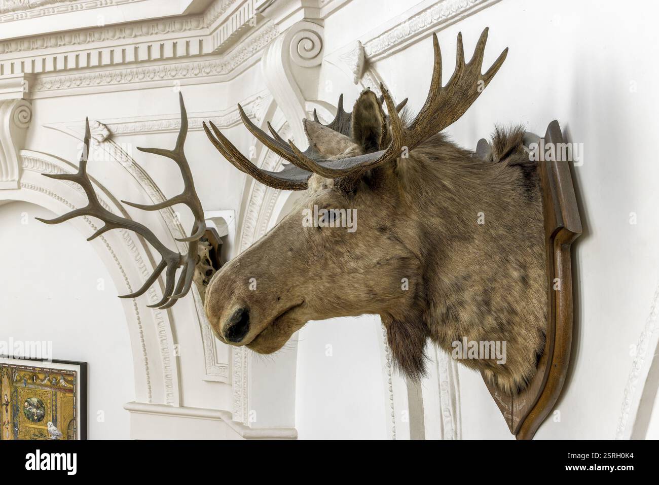Trofei di caccia al cervo sul muro nel Museo tedesco della caccia e della pesca, Monaco, alta Baviera, Baviera, Germania, Europa Foto Stock