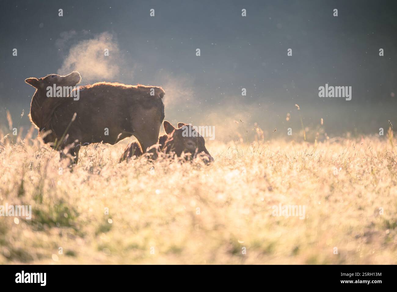 Mucca e cucciolo di vitello nella campagna britannica in una fresca mattinata d'estate. Foto Stock