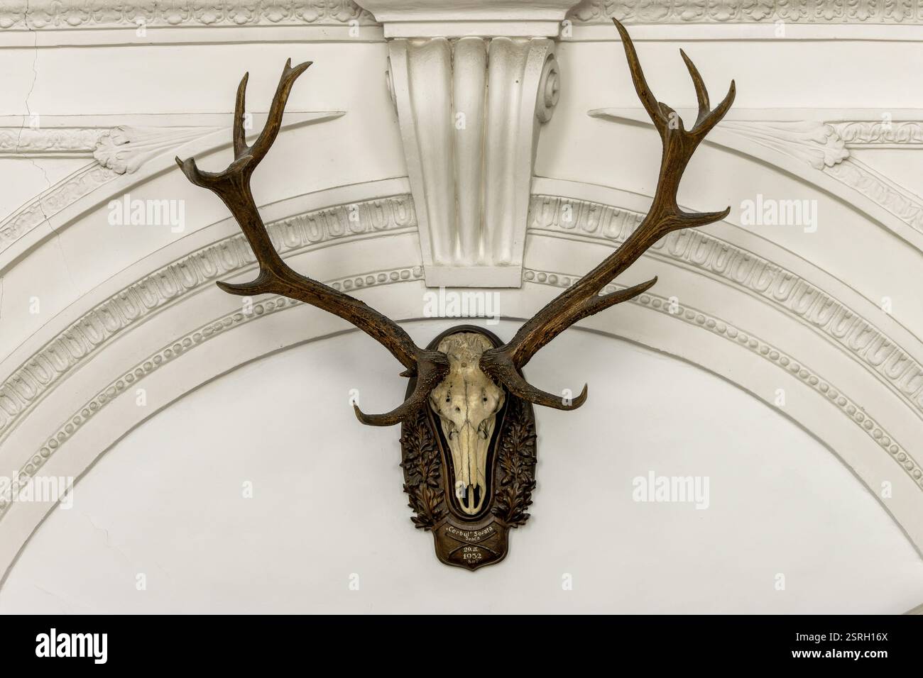 Trofeo di caccia al cervo sulla parete del Museo tedesco della caccia e della pesca, Monaco, alta Baviera, Baviera, Germania, Europa Foto Stock