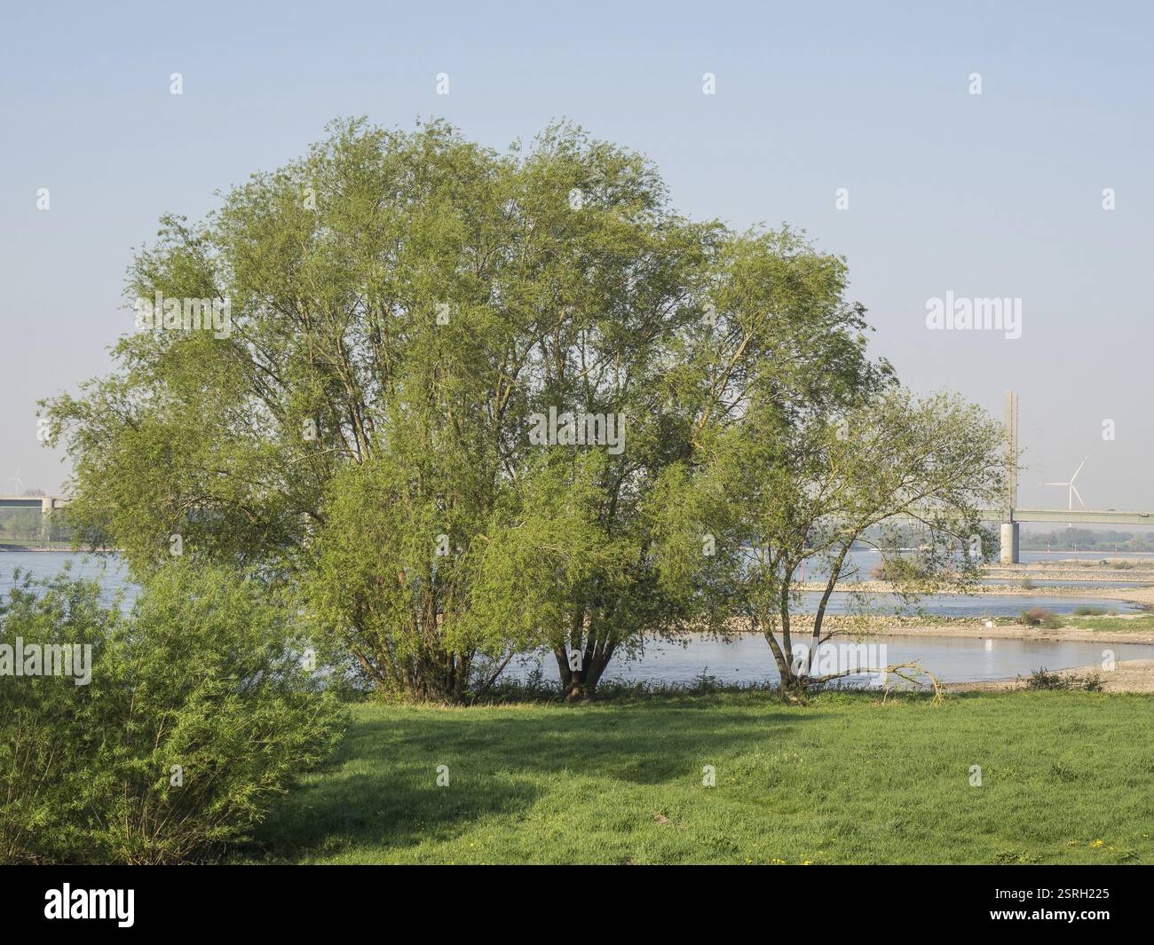 Un grande albero sulla riva del fiume con un cielo limpido sullo sfondo, rilassante scenario naturale, kalkar, basso reno, germania Foto Stock