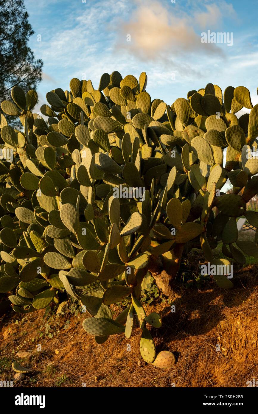 Crogiolandosi nel delicato sole del Mediterraneo, il fico barbario (Opuntia ficus-indica) prospera, mostrando i suoi colori vibranti e la resilienza in natura. Foto Stock