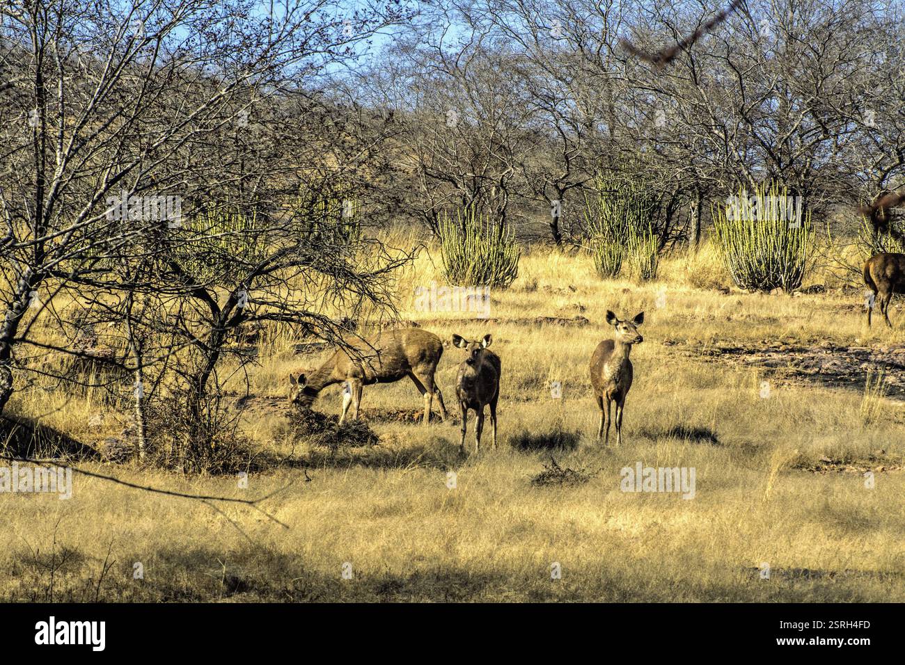 Cervi maculati, Ranthambore Wildlife Sanctuary, Rajasthan, India, Asia Foto Stock