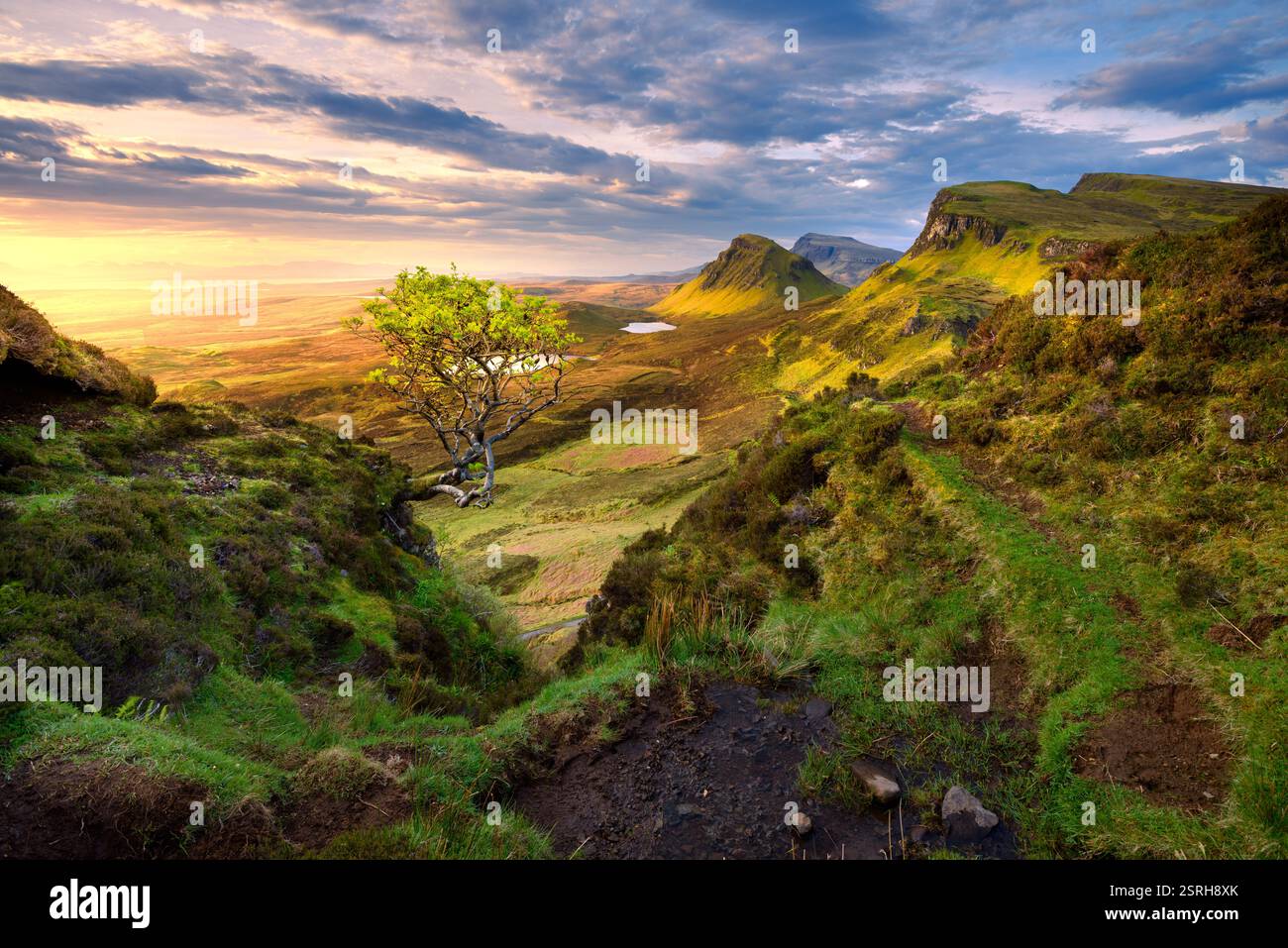 L'albero solitario si affaccia sulla spettacolare vista del Trotternish Ridge, visto da Quiraing sull'isola di Skye, Scozia, Regno Unito. Foto Stock