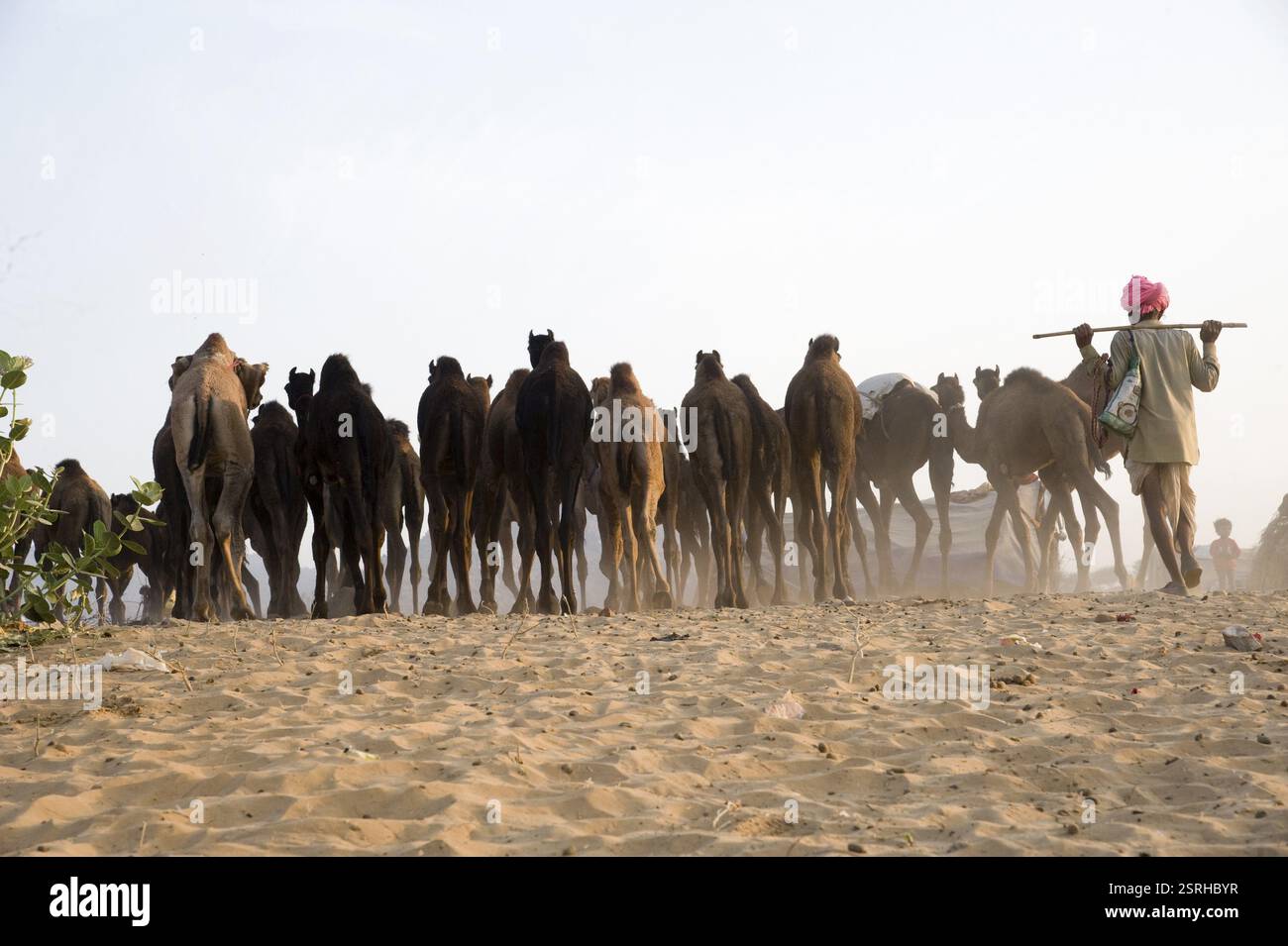 Herder con cammelli, fiera di Pushkar, Rajasthan, India, Asia Foto Stock