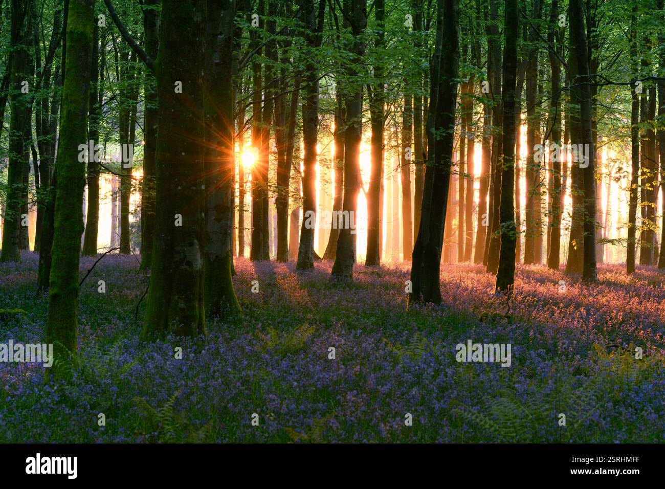 Splendida alba in una magica foresta di campanili nel Dorset, Regno Unito. Foto Stock