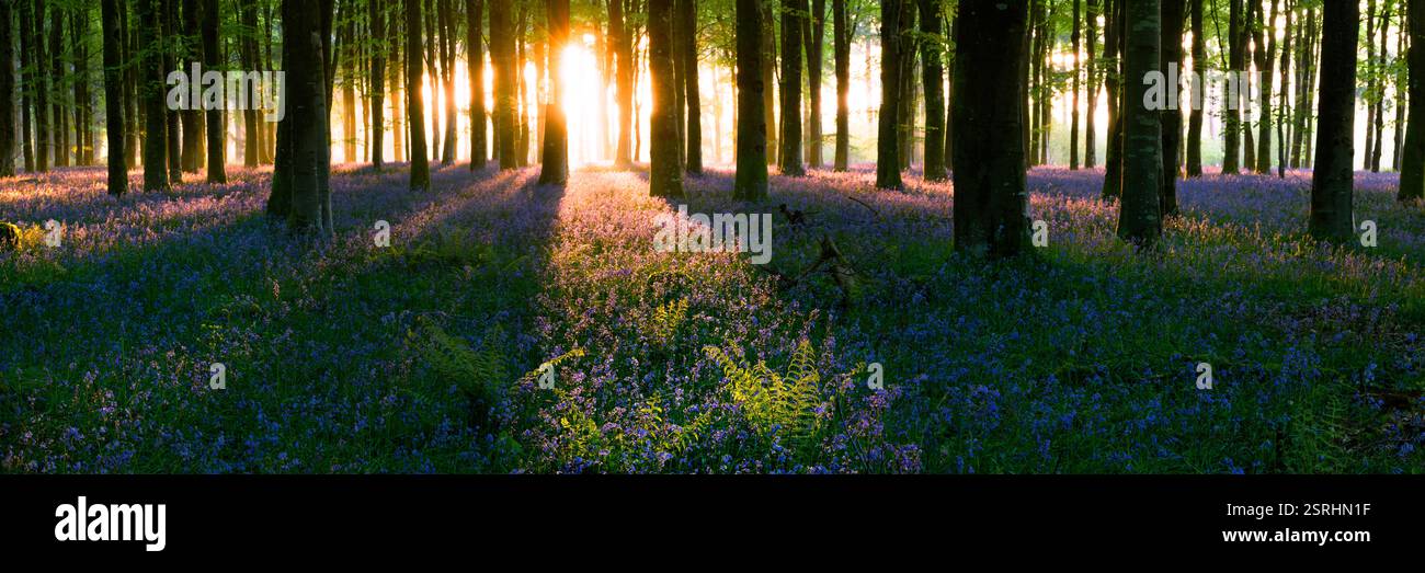 Magico bosco di bluebell con lunghe ombre all'alba nella foresta del Dorset, Regno Unito. Foto Stock