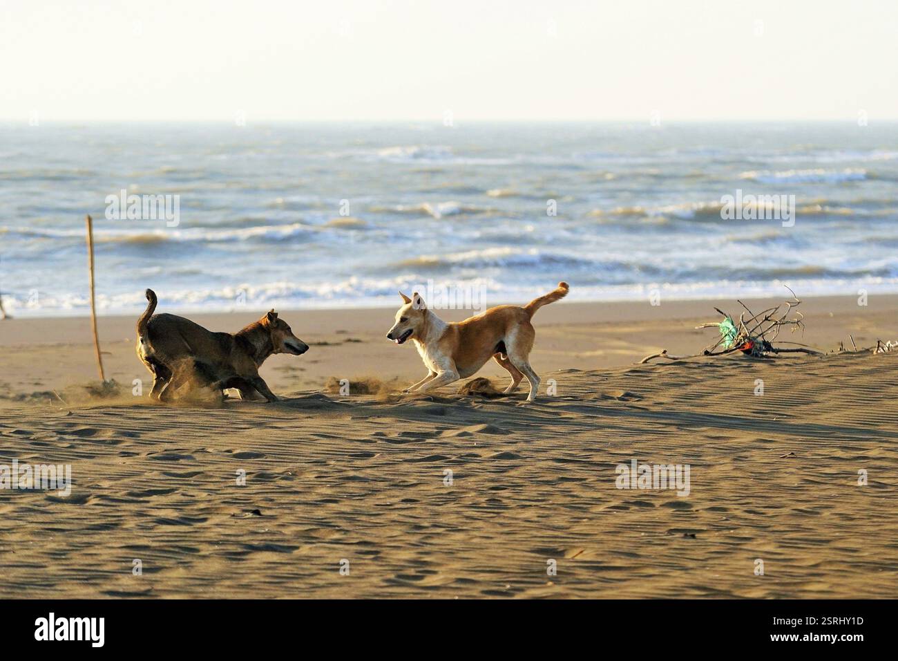 Dog Fighting, Velas Beach, Ratnagiri, Maharashtra, India, Asia Foto Stock
