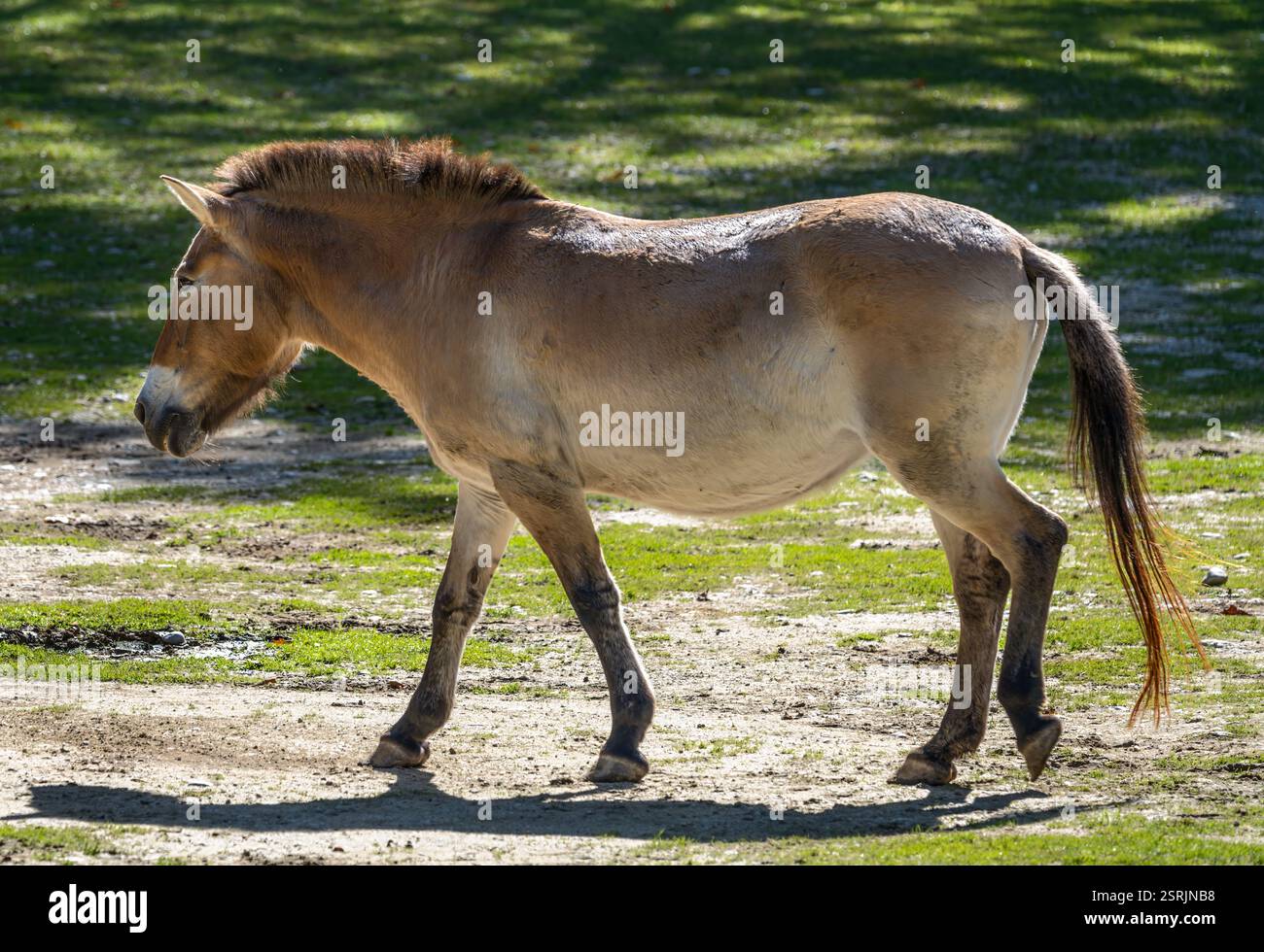 Primo piano di un cavallo selvaggio mongolo che cammina Foto Stock