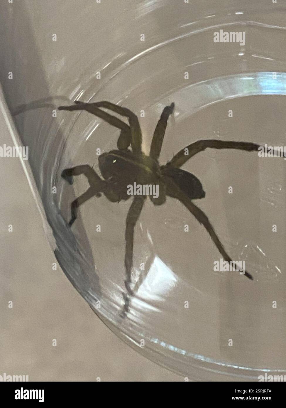 (Tigrosa), Arachnida, N Meadowcroft Dr, Akron, OH, NOI Foto Stock