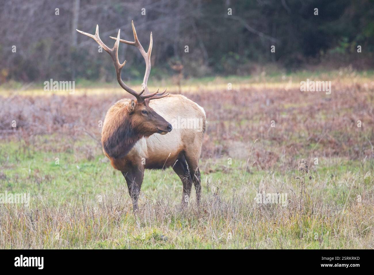 Un maestoso toro di alce Roosevelt in un prato erboso del Prairie Creek Redwoods State Park, California, che mostra le sue grandi corna in un ambiente naturale Foto Stock