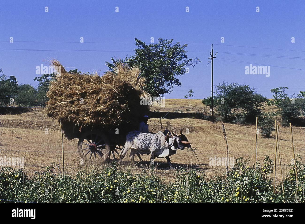 Carrello di giovenco passando vicino campo di pomodoro, Nashik, Maharashtra, India, Asia Foto Stock