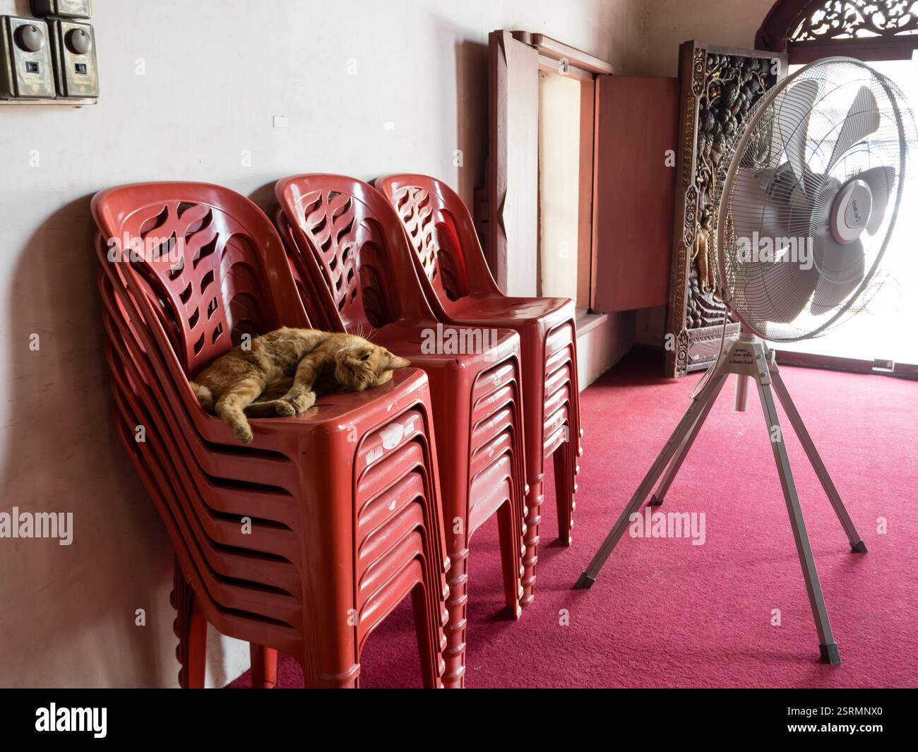 Un gatto dorme tranquillamente su una pila di sedie di plastica all'interno di un tempio buddista a Chiang mai, nel nord della Thailandia. Foto Stock
