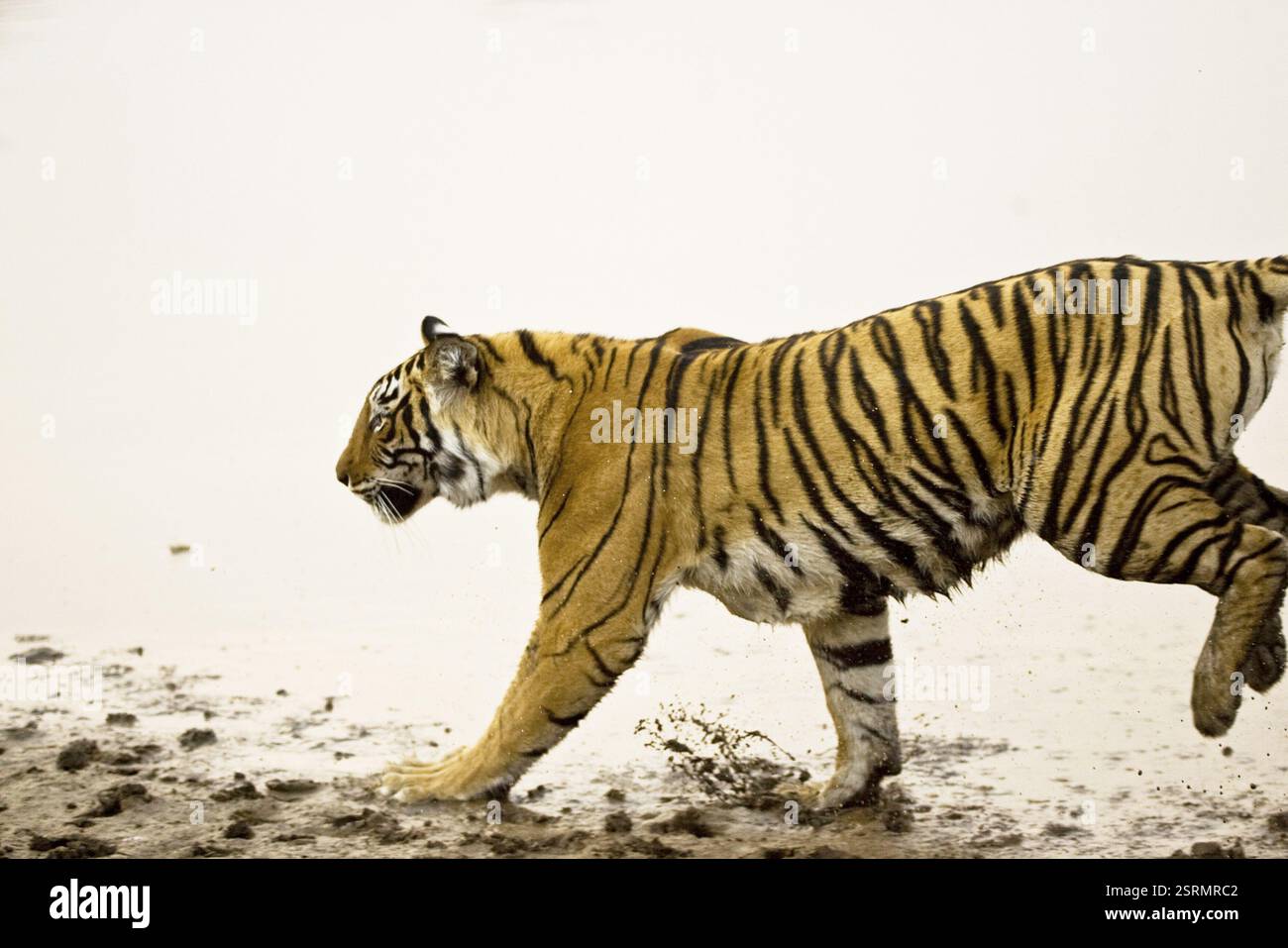 Tiger panthera tigris Leaping Charging action, Ranthambore tigger Reserve, Rajasthan, India, Asia Foto Stock