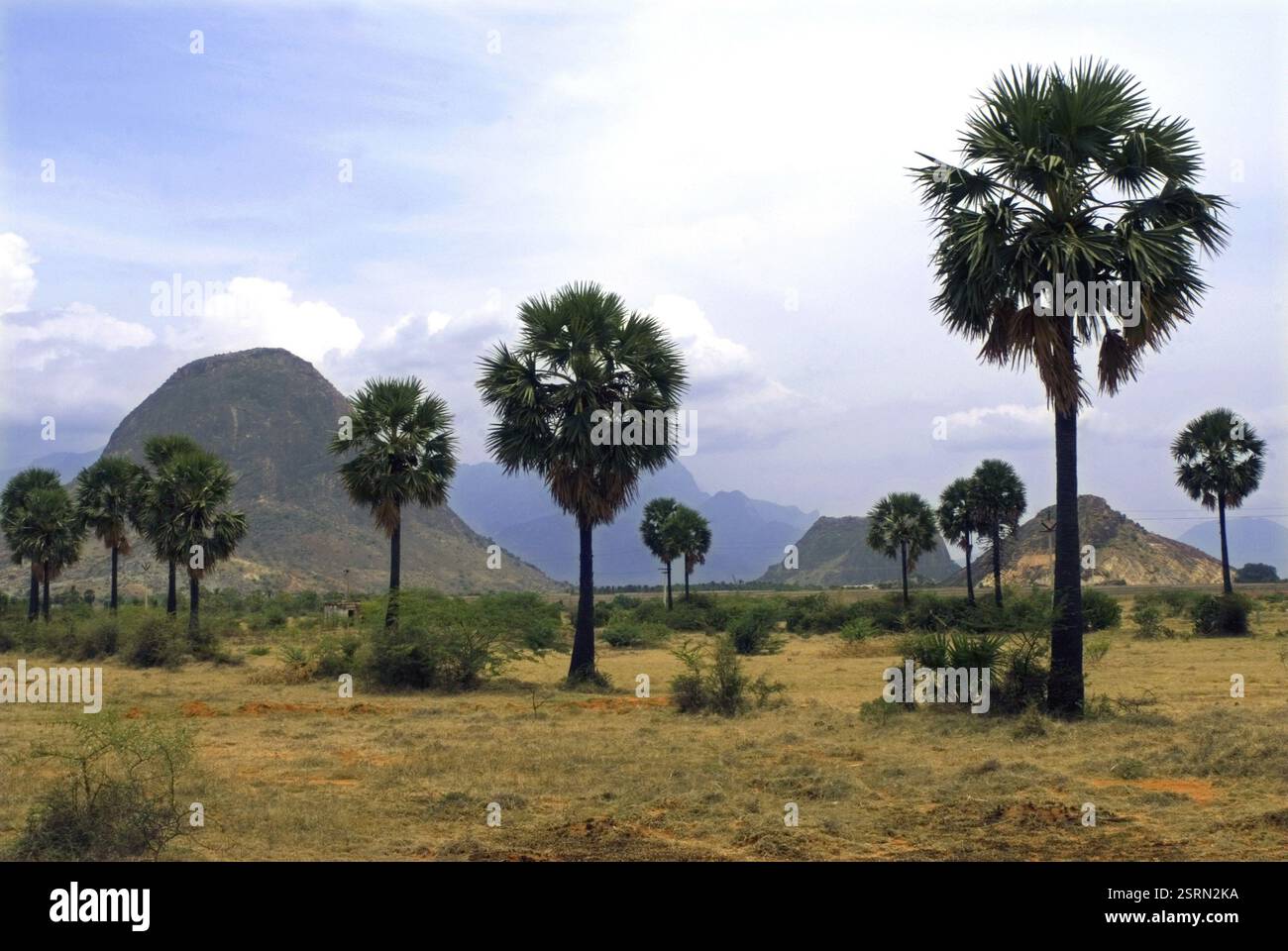 Palmyra Palms borassus flabellifer, Tamil Nadu, India, Asia Foto Stock