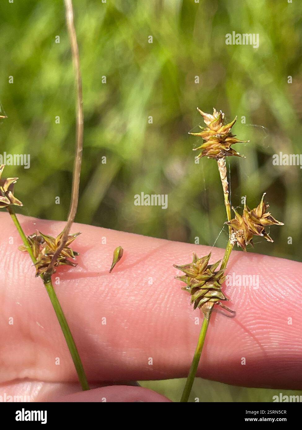 prickly bog sedge (Carex atlantica), Plantae, Fort Bragg, Spring Lake, NC, US Foto Stock