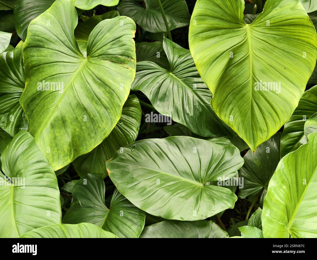 Piante di Philodendron giganteum con foglie a forma di cuore in un giardino tropicale Foto Stock