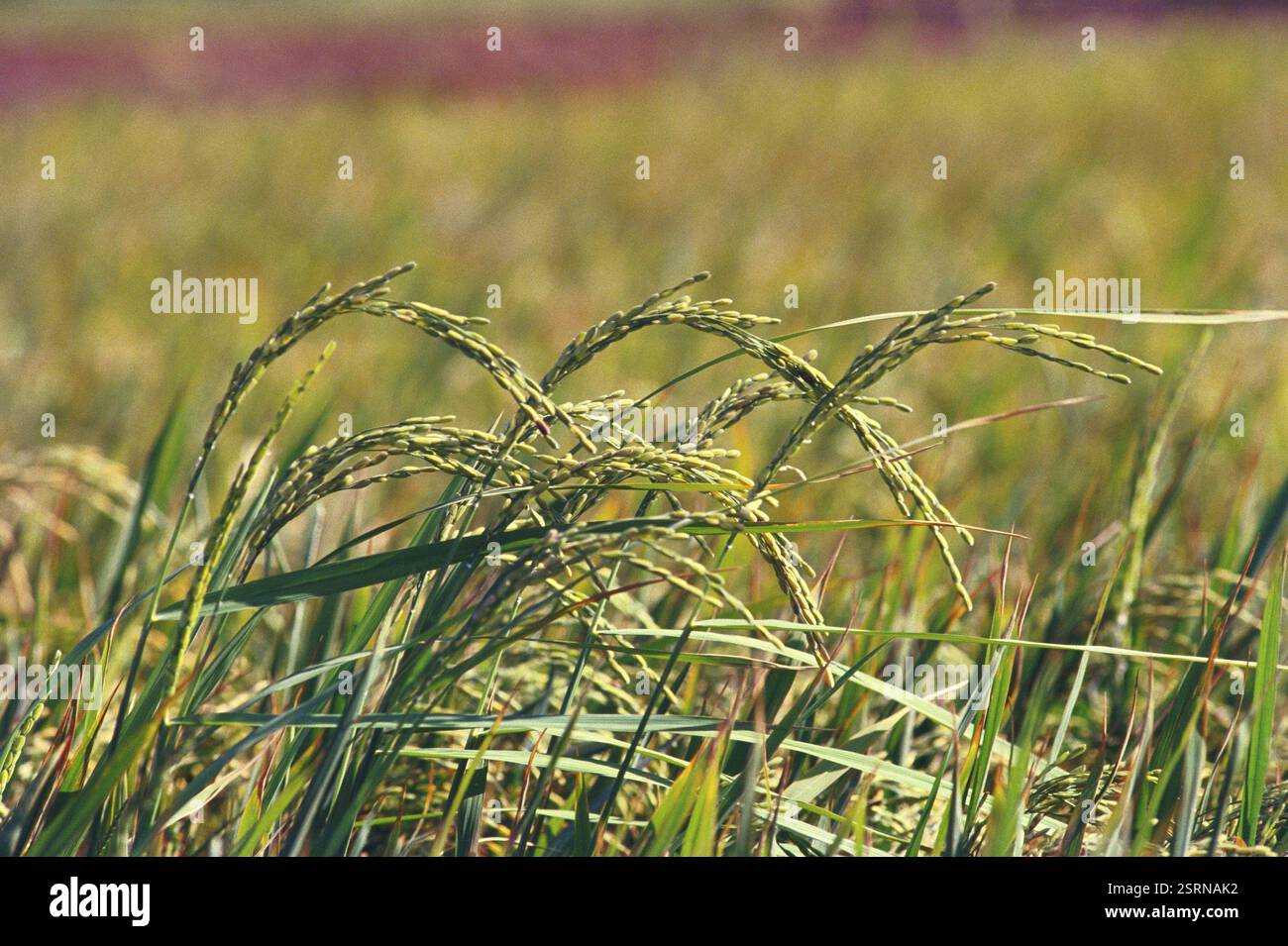 Coltivazioni di riso in campo, India, Asia Foto Stock