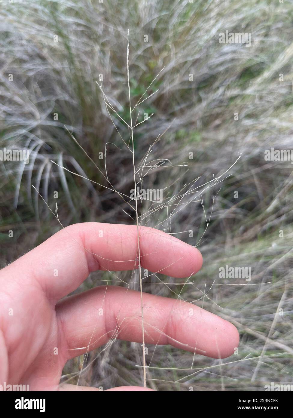Muhlenbergia sericea (Muhlenbergia sericea), Plantae, Stati Uniti Foto Stock